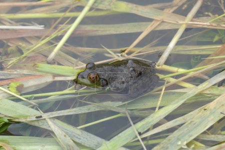 Detailed closeup on a North American bullfrog, Rana or Lithobates catesbeianus, an invasive pest species sitting in the water