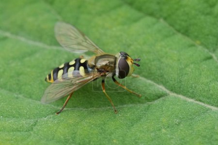 Primer plano detallado natural sobre la mosca migratoria, Eupeodes corollae sentado sobre una hoja verde