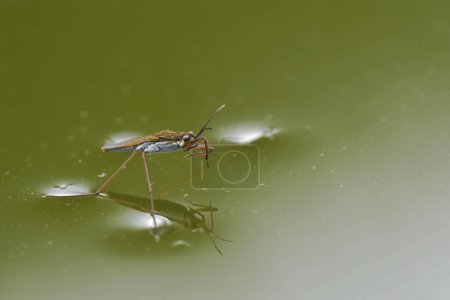 Detailed closeup on a common pond skater or water strider, Gerris lacustris on the surface of the water