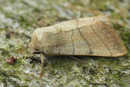 Detailed closeup on the European Treble Lines owlet moth, Charanyca trigrammica sitting on wood
