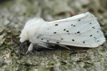 Detailed closeup on the white ermine tussock moth, Spilosoma lubricipeda