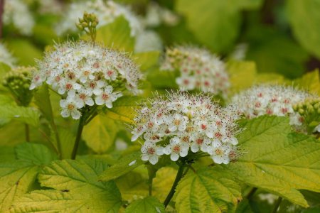 Natural closeup on the North-American white blossoming Ninebark, Physocarpus opulifolius in the garden