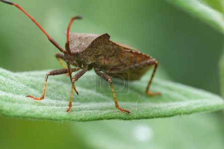 Natural low angle closeup on the brown Dock bug , Coreus marginatus sitting on a green leaf in the garden