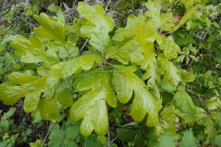 Natürliche Nahaufnahme der frisch entstehenden Blätter der Oregon-Eiche, Quercus garryana im Frühling