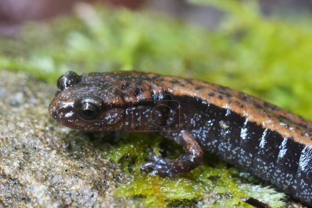 Natural closeup on a Western Red-backed , Plethodon vehiculum, Oregon , Pacific West coat