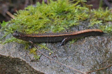 Natural closeup on a Western Red-backed , Plethodon vehiculum, Oregon , Pacific West coat