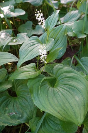 Natural vertical closeup on the North-American snakeberry or two-leaved Solomon's seal, Maianthemum dilatatum