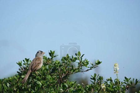 Natural closeup on a White-crowned Sparrow bird, Zonotrichia leucophrys, sitting in the top of a shrub