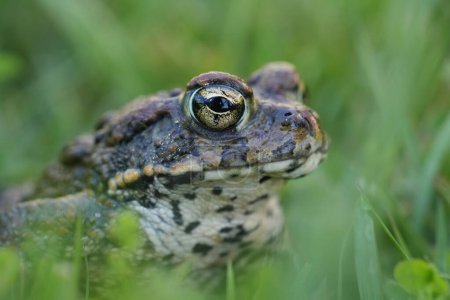 Photo for Detailed closeup on an adult Western toad, Anaxyrus or Bufo boreas sitting on the grass - Royalty Free Image