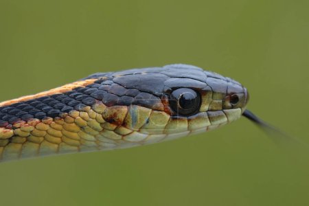 Detailed closeup on the head of a Common garter snake, Tamnophis sirtalis, Crescent city, California