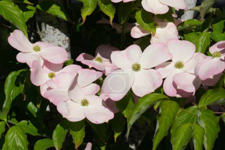 Gros plan naturel sur un cornouiller à fleurs blanches du Pacifique, cornouiller occidental ou de montagne, Cornus nuttallii