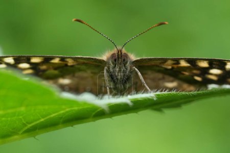 Natural extreme facial closeup on the Speckled wood butterfly, Pararge aegeria in the garden