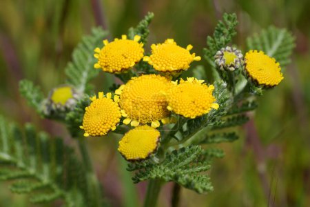 Detailed closeup on the yellow flowers of the North-American Dune or Eastern Tancy, Tanacetum bipinnatum, at the Oregon coast in Bandon