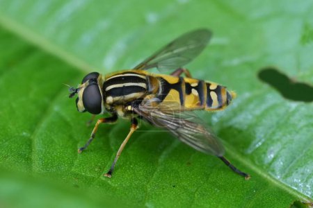 Natural detailed macro on a European dangling marsh-lover hoverfly, sitting on a green leaf