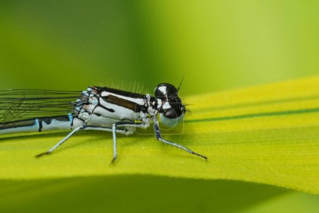 Detailed closeup on the European common azure damselfly, Coenagrion puella sitting on a leaf