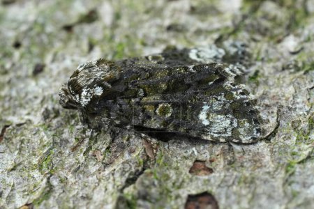 Detailed closeup on the Coronet owlet moth, Craniophora ligustri, sitting on a piece of wood