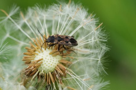 Detailed closeup on a European Groundbug, Rhyparochromus vulgaris in a meadow