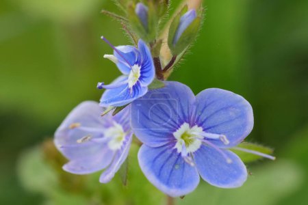 Gros plan coloré naturel sur la fleur bleu émeraude du speedwell germander, Veronica chamaedrys