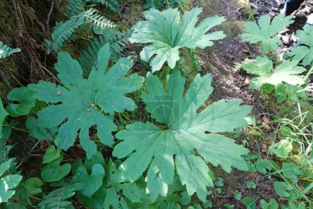 Primer plano natural sobre las grandes hojas verdes del pie de potro dulce de América del Norte o el butterbur ártico, Petasites frigidus