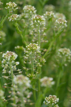 Natürliche Nahaufnahme auf einer Ansammlung ungeöffneter Blütenknospen von Feldpfeffergras oder Pfefferkraut, Lepidium campestre