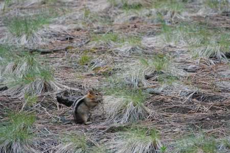 Gros plan naturel sur un écureuil terrestre nord-américain au manteau doré, Callospermophilus lateralis, ramassant de l'herbe pour son nid