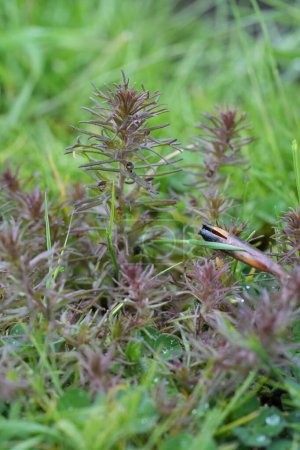 Foto de Primer plano natural de la pequeña flor silvestre de trébol de búho enano, Triphysaria pusilla, una planta parásita - Imagen libre de derechos