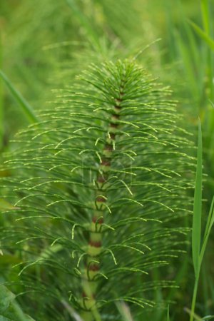 Natural closeup on the North American great horsetail puzzlegrass, Equisetum telmateia ad Bandon, Oregon