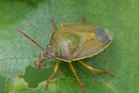 Detailed closeup on the European gorse shield bug, Piezodorus lituratus on a green leaf