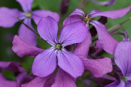 Primeros planos detallados sobre las flores de color púrpura suave o la honestidad anual flor silvestre, Lunaria annua
