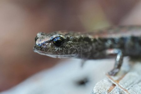 Detailed facial closeup on the small California slender salamander, Batrachoseps attenuatus at WHaler Island, Crescent city, California