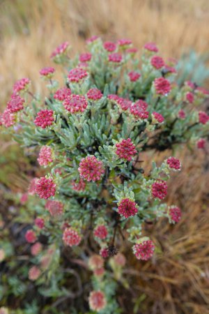 Natürliche Nahaufnahme der auftauchenden Blüten der Nordamerikanischen Pfeilblatt-Buchweizen-Wildblume Eriogonum compositum in der Colmubia Rover Gorge, Oregon