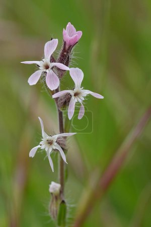 Natural detailed vertical closeup on a windmill pink, common or small-flowered catchfly Silene gallica in Oregon , USA