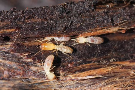 Primeros planos detallados sobre algunos trabajadores y un soldado termita subterránea occidental, Reticulitermes hesperus como especie de plaga para la vivienda