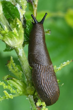 Natürliche vertikale Nahaufnahme einer Schoko-Arion rufus-Nacktschnecke, einer Schädlingsart im Garten
