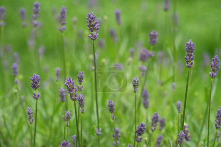 Primer plano suave natural sobre las flores de lavanda púrpura emergentes, Lavendula angustifolia sobre un fondo verde