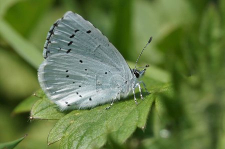 Natural closeup on the European blue butterfly, Celastrina argiolus, on a green leaf in the garden