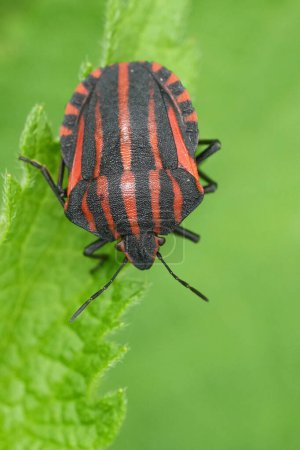 Natürliche vertikale Nahaufnahme des schönen, rot gestreiften Käfers, Graphosoma italicum auf einem grünen Blatt