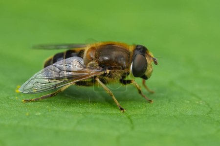 Detailed closeup on the Stripe-faced Dronefly, Eristalis nemorum resting on a green leaf
