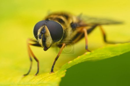 Primer plano extremo natural en la cabeza y los ojos de la mosca voladora europea Batman, Myathropa florea sentado en una hoja en el jardín