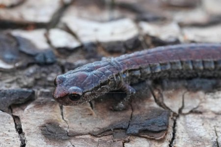 Primer plano detallado de la pequeña salamandra esbelta norteamericana, Batrachoseps attenuatus, California