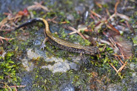 Detailed closeup on a Dunn's salamander, Plethodon dunni at Columbia river Gorge, Oregon