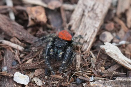 Gros plan naturel sur une araignée sauteuse Phidippus johnsoni, Crescent city, Californie