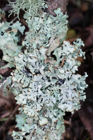 Gros plan vertical naturel sur un lichen gris à capuchon de moine, Hypogymnia physodes en Oregon du Nord, États-Unis