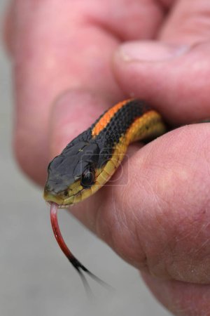 Natural closeup on a coastal living Common garter snake, Tamnophis sirtalis, in the hands of a herpetologist