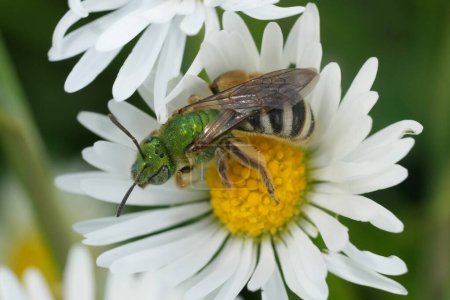 Natural colorful closeup on the green metallic bicolored striped sweat bee, Agapostemon virescens, on common daisy flower in Coquille, Oregon