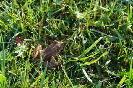 Primer plano natural sobre una rana de patas rojas en peligro de extinción de América del Norte, Rana aurorae en la hierba en el jardín