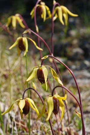 Natürliche vertikale Nahaufnahme der Blüten der gefährdeten Oregon-Kannenpflanze oder Kobralilie Darlingtonia californica im Stadtgebiet von Crescent, Kalifornien