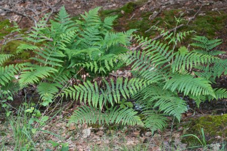 Natural closed up on the fresh green leaves of a Braken fern, Pteridium aquilinum in the forest