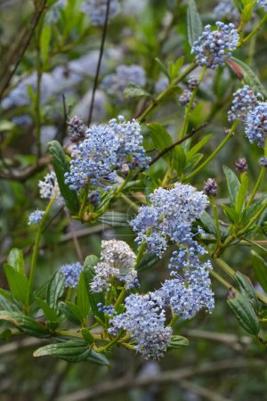 Primer plano natural en el arbusto azul o flor azul Ceanothus thyrsiflorus evergreen en Oregon, Estados Unidos