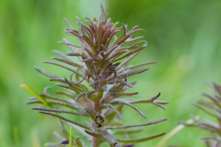Primer plano natural de la pequeña flor silvestre de trébol de búho enano, Triphysaria pusilla, una planta parásita